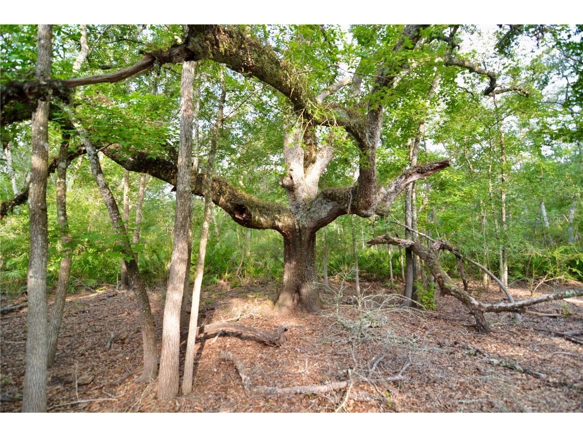 2669 NW Suwannee Valley Road Lake City FL 32055 OM706649 image27