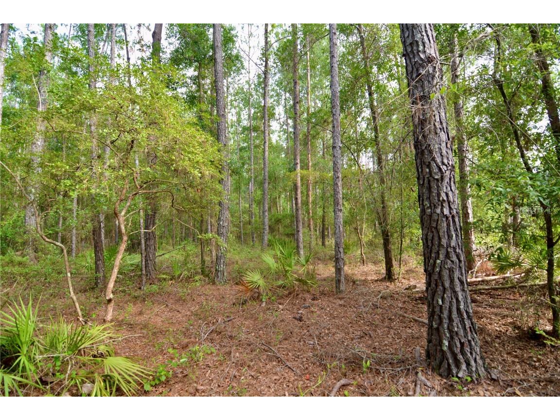 2669 NW Suwannee Valley Road Lake City FL 32055 OM706649 image31