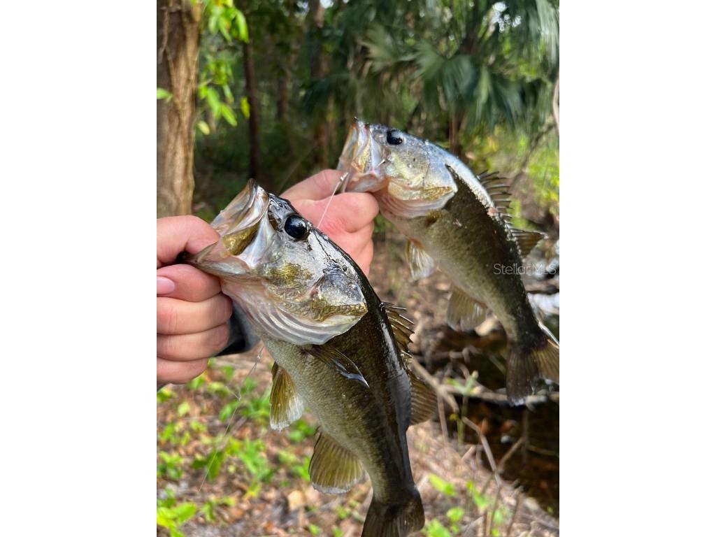 268 Almyra Drive Lake Mary FL 32746 S5106212 image3