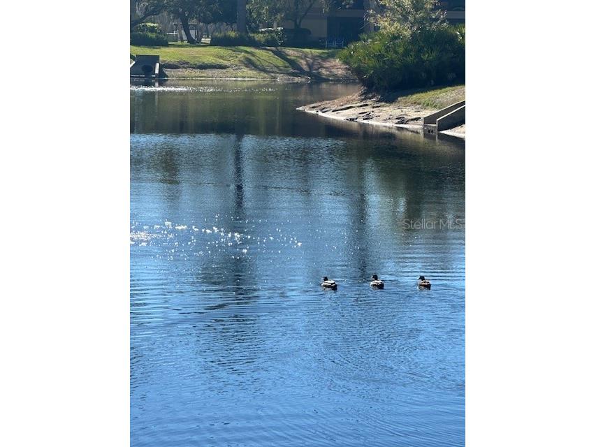 2683 Sabal Springs Circle #101 Clearwater FL 33761 TB8470828 image44