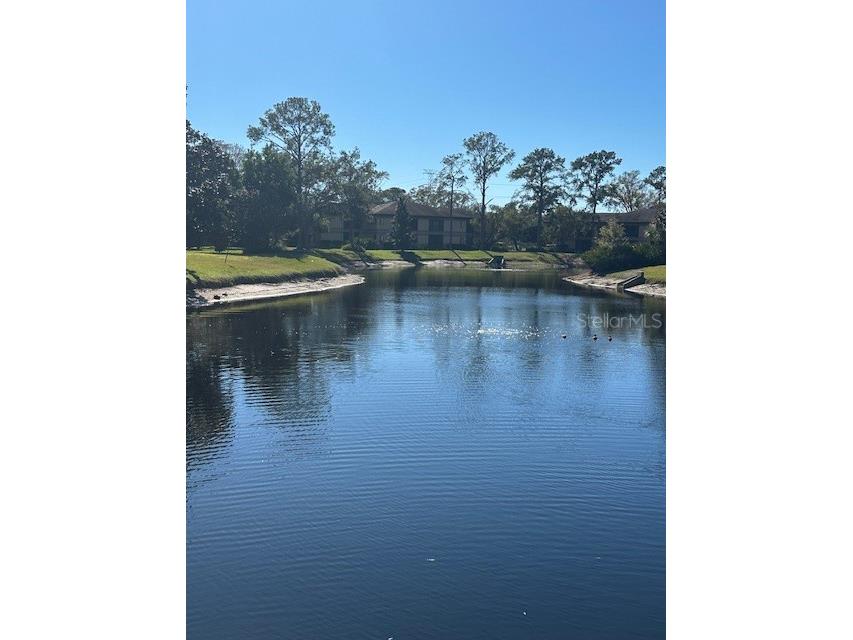 2683 Sabal Springs Circle #101 Clearwater FL 33761 TB8470828 image45