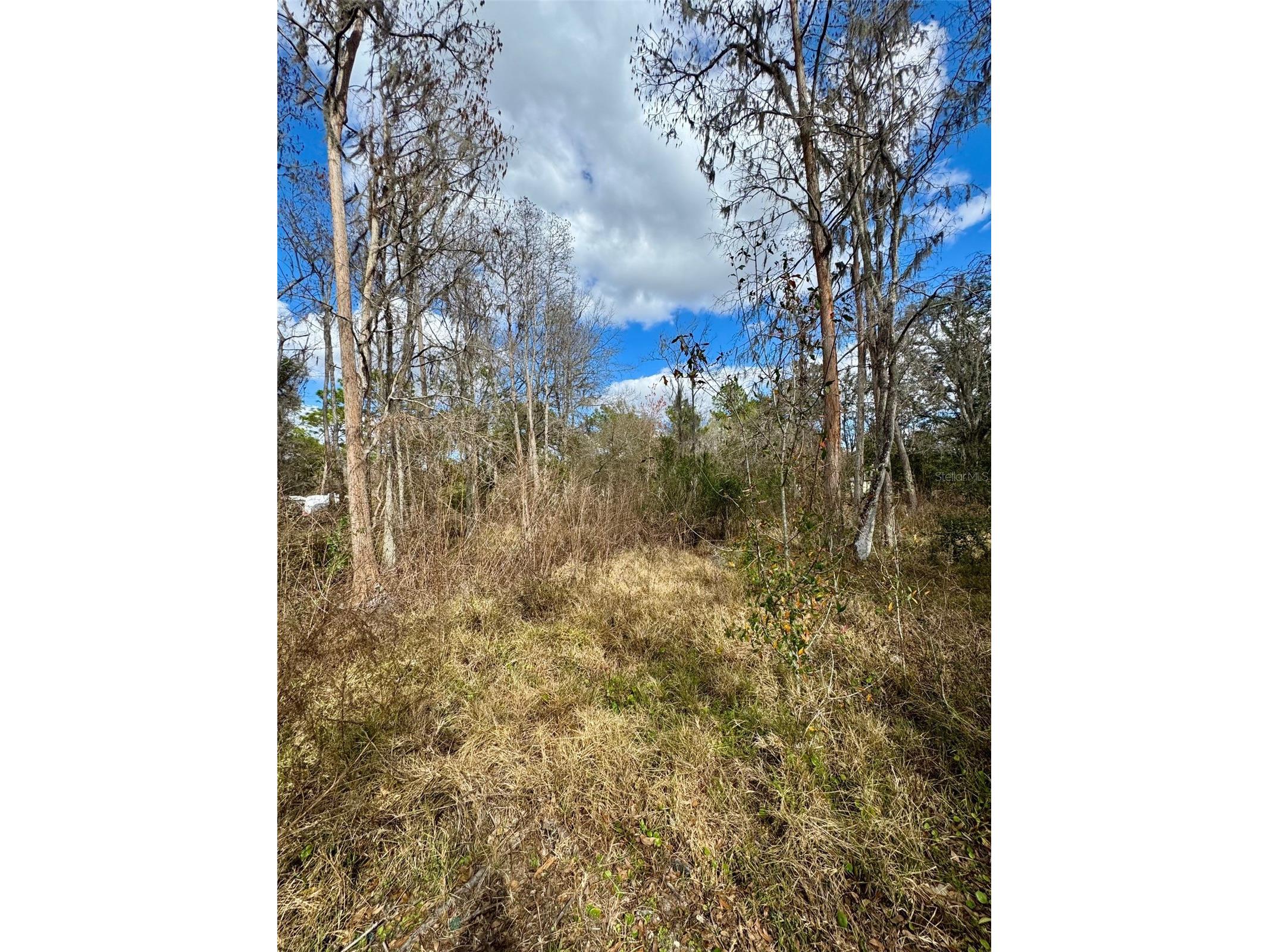 26931 Deacon Loop Zephyrhills FL 33544 TB8478076 image4