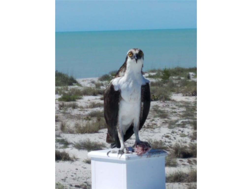 270 S Gulf Boulevard Placida FL 33946 - BOCILLA LAGOON D6136066 image19