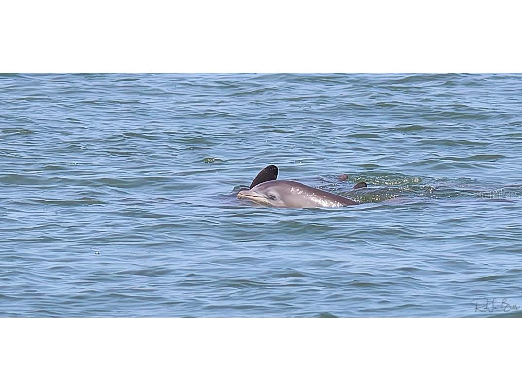 2700 Bayshore Boulevard #497 Dunedin FL 34698 - ST JOSEPH'S SOUND TB8391718 image37