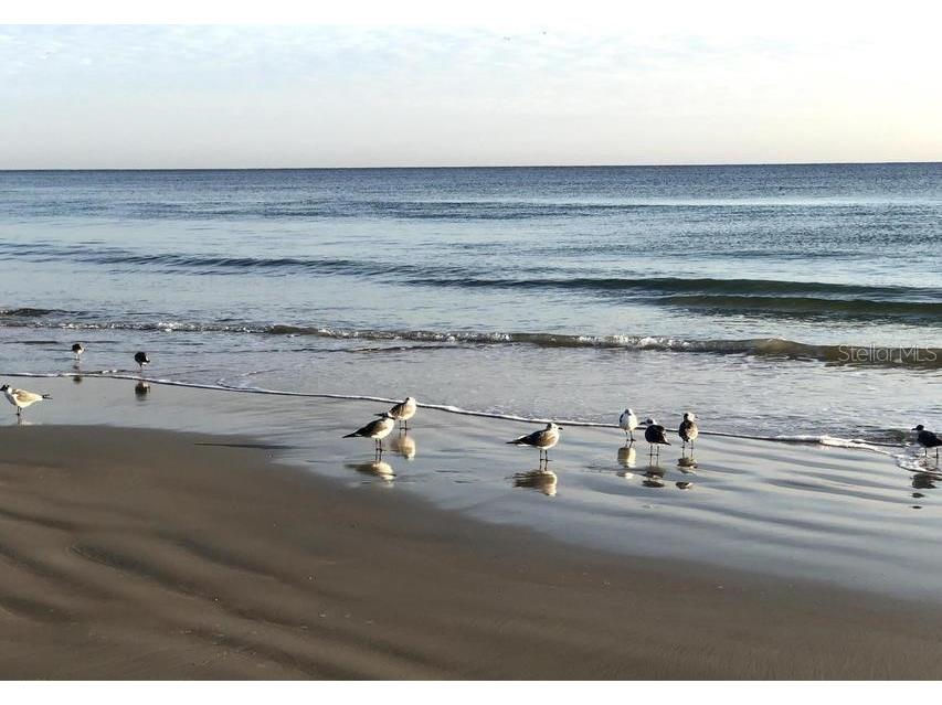 2700 N Atlantic Avenue #507 Daytona Beach FL 32118 V4950174 image39