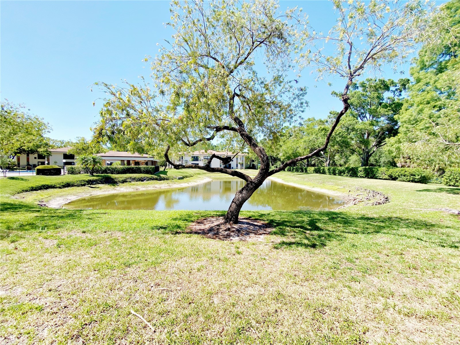 2700 Nebraska Avenue #5-105 Palm Harbor FL 34684 TB8511200 image21