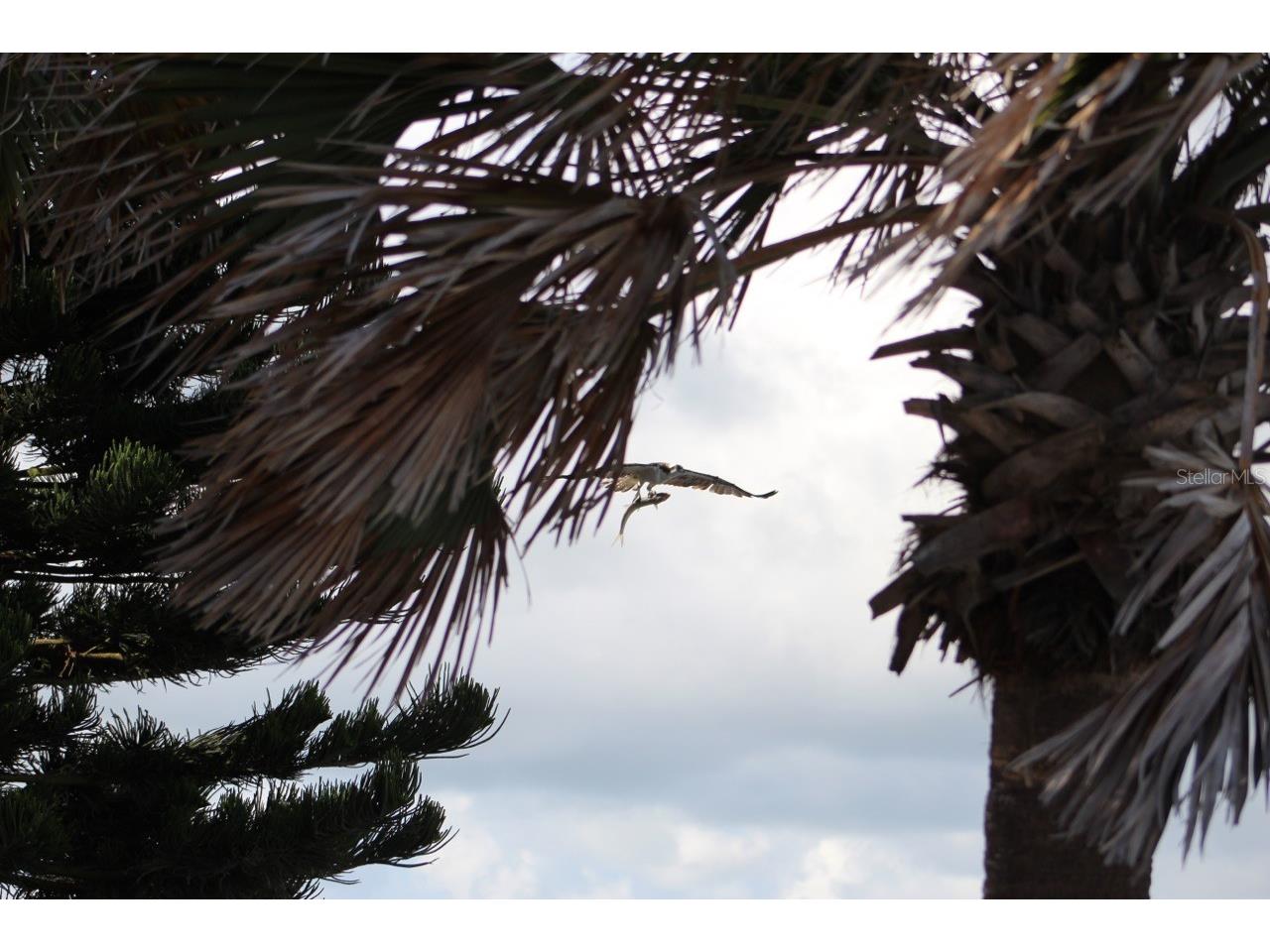 2709 Casey Key Road Nokomis FL 34275 - GULF OF MEXICO A4564225 image59