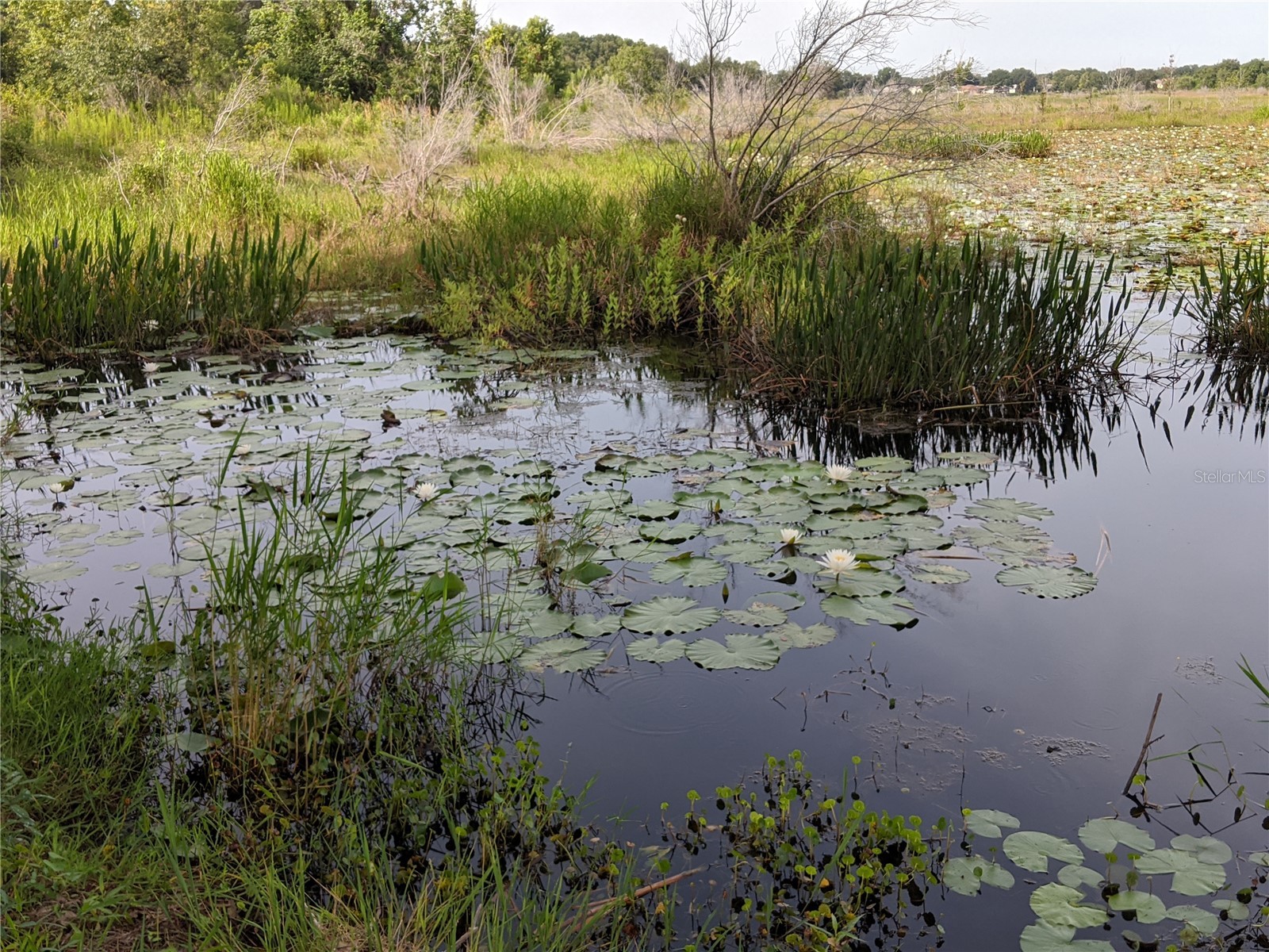 27108 Stoney Brook Drive Leesburg FL 34748 G5107990 image45