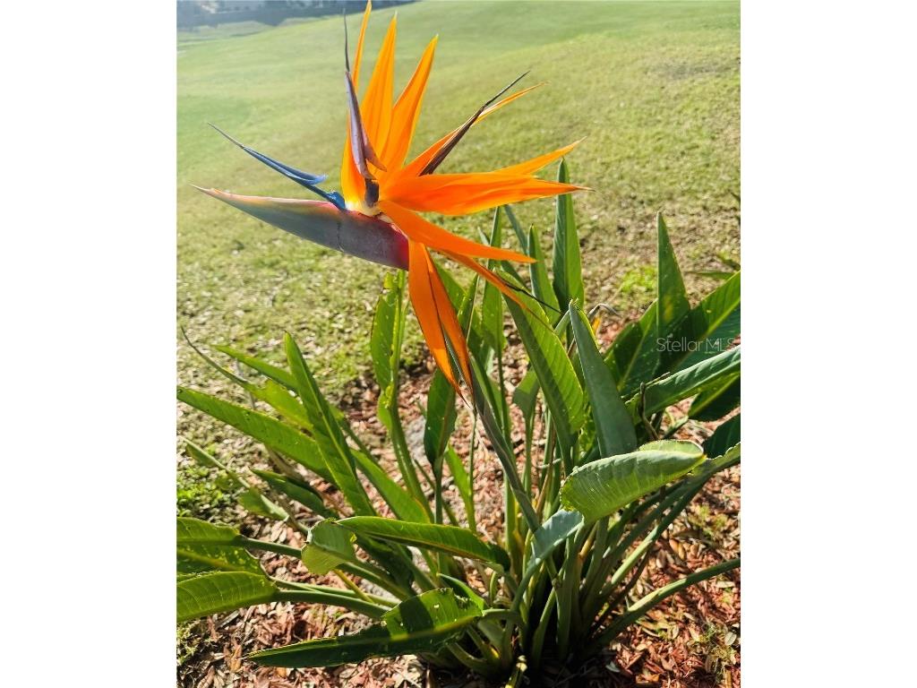 2713 St George Drive Davenport FL 33837 O6338247 image32