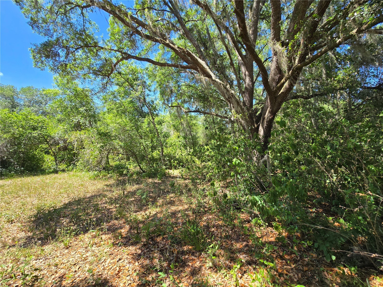 27137 Miller Road Dade City FL 33525 L4961401 image26