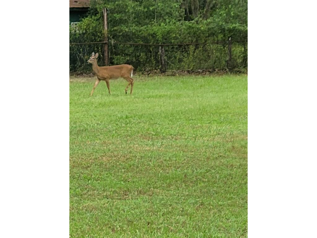 27167 Popiel Road Brooksville FL 34602 W7878522 image49