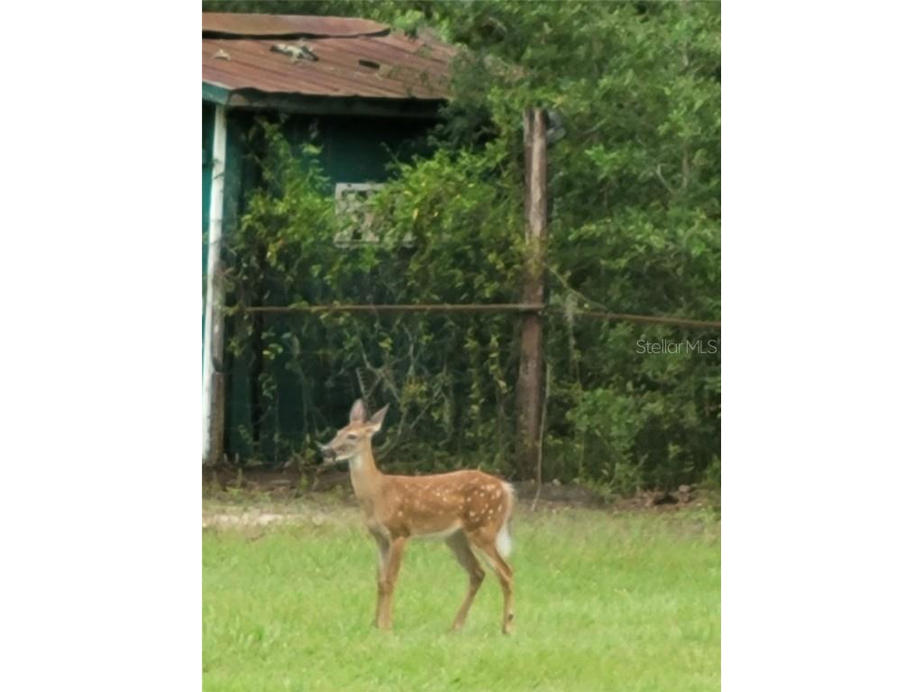 27167 Popiel Road Brooksville FL 34602 W7878522 image50