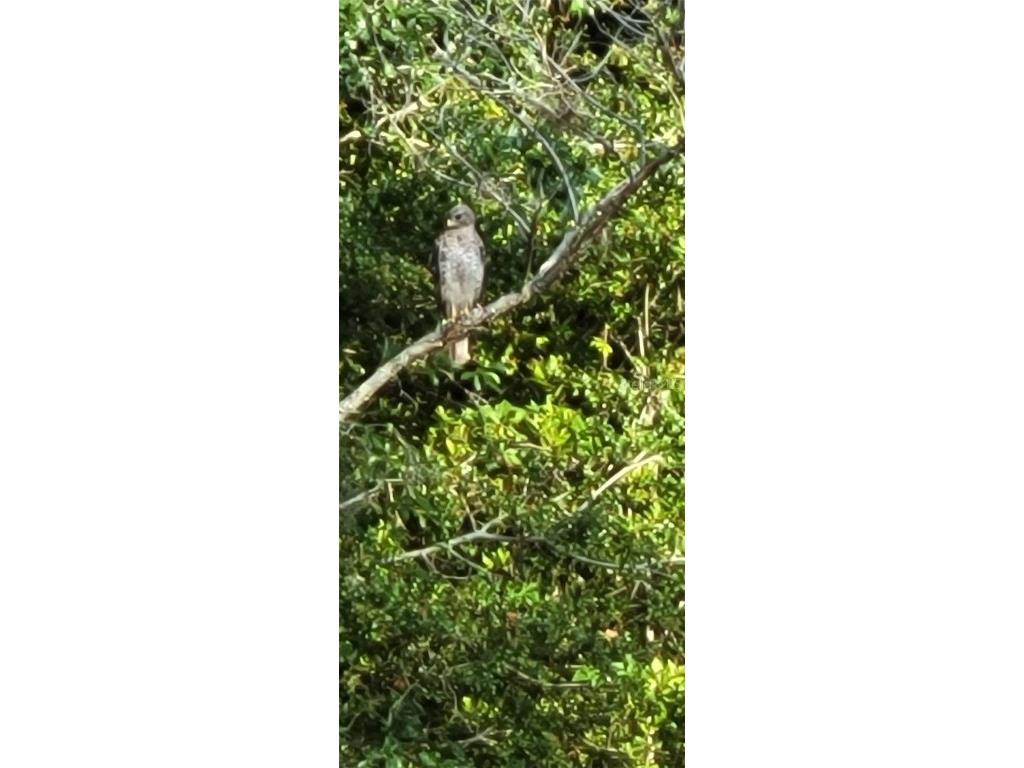 27167 Popiel Road Brooksville FL 34602 W7878522 image51