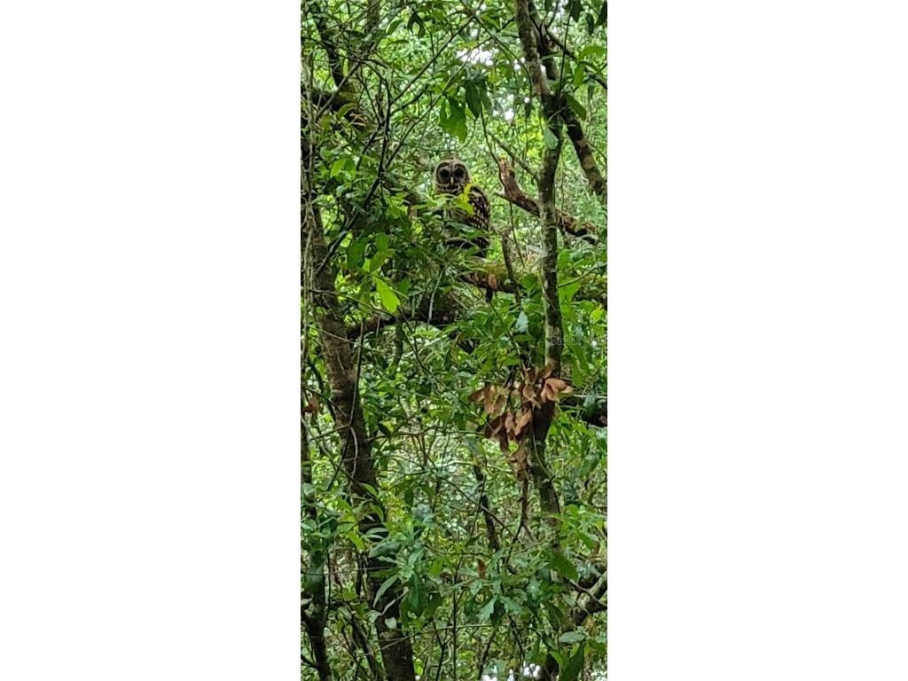 27167 Popiel Road Brooksville FL 34602 W7878522 image52