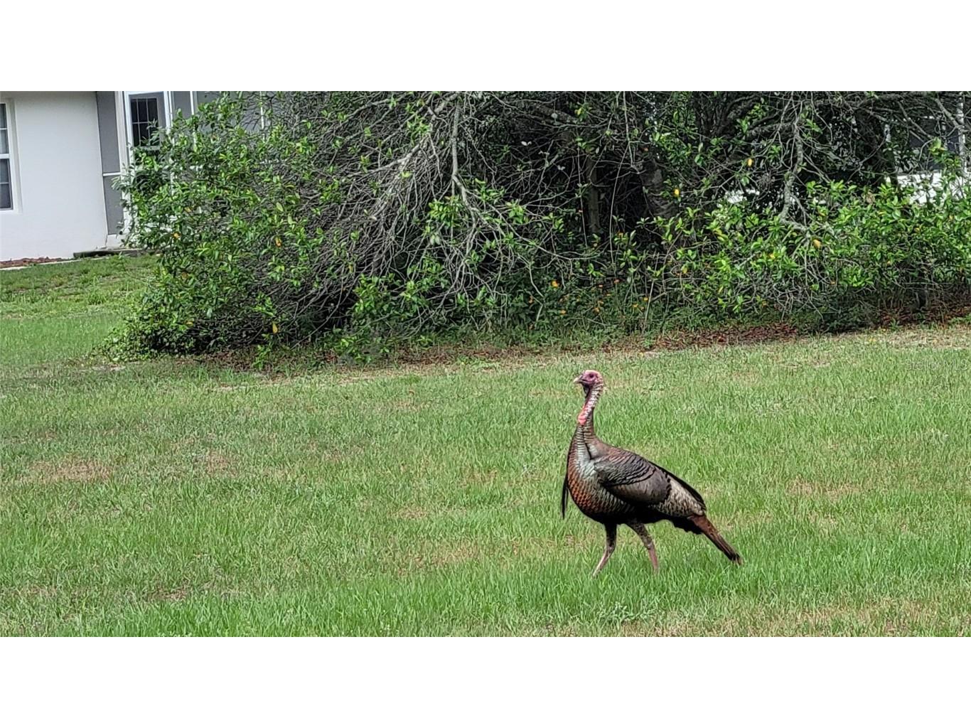 27167 Popiel Road Brooksville FL 34602 W7878522 image53