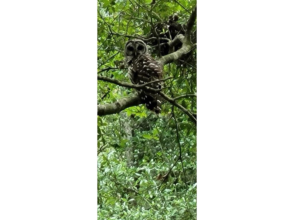 27167 Popiel Road Brooksville FL 34602 W7878522 image54