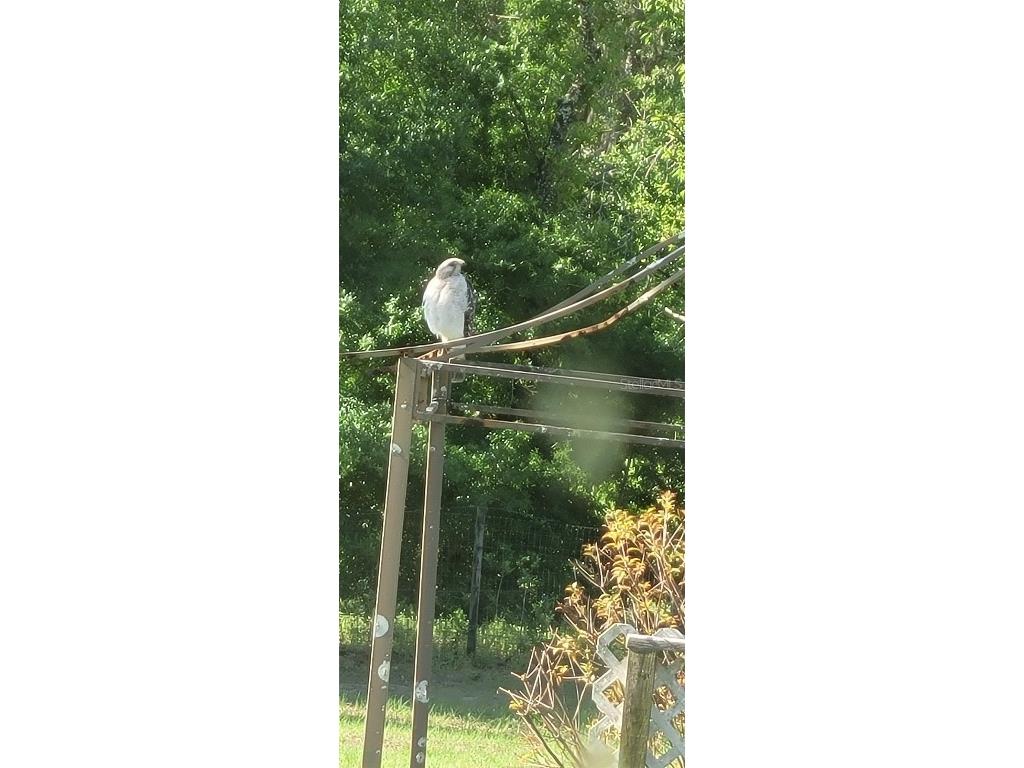 27167 Popiel Road Brooksville FL 34602 W7878522 image55