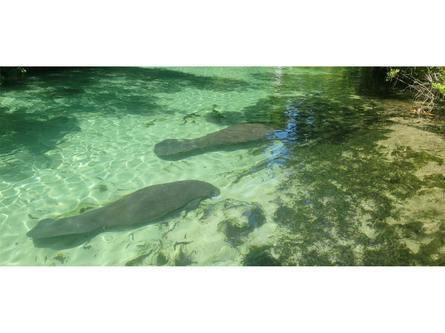 27167 Popiel Road Brooksville FL 34602 W7878522 image57