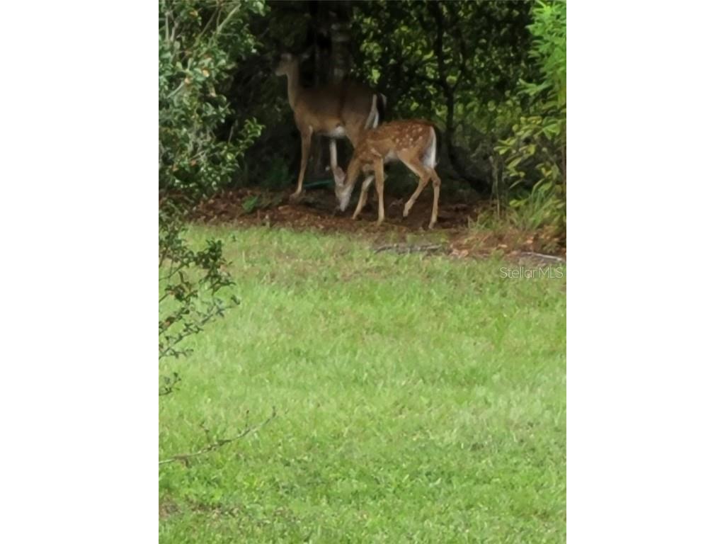 27167 Popiel Road Brooksville FL 34602 W7878522 image59