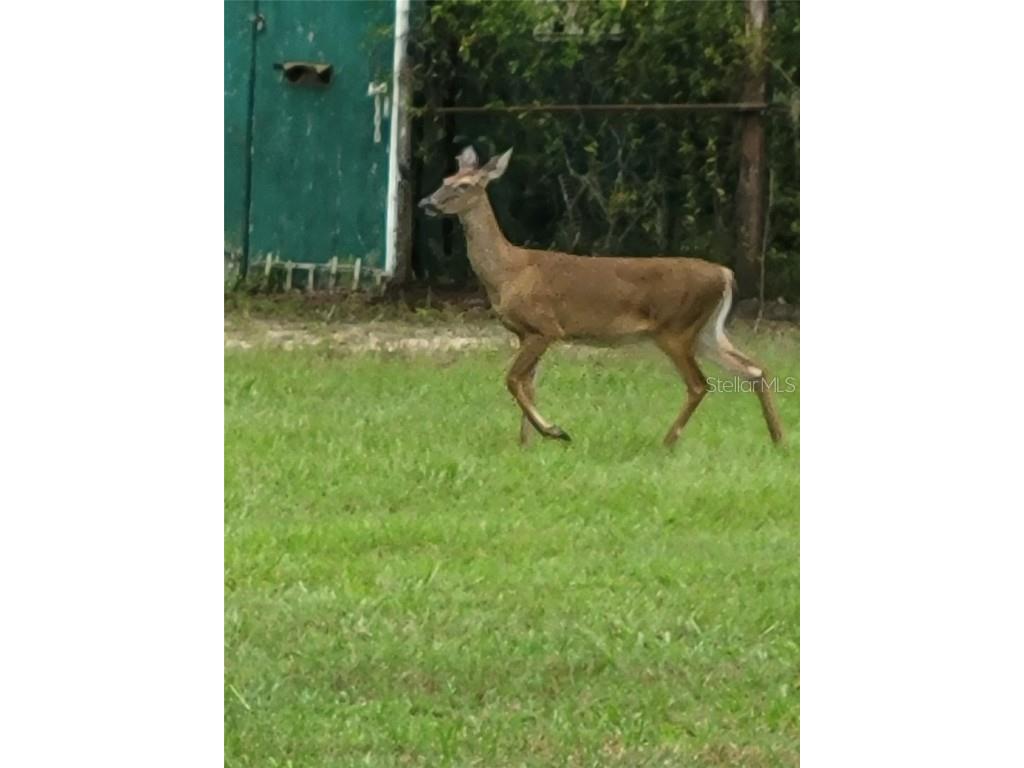 27167 Popiel Road Brooksville FL 34602 W7878522 image60