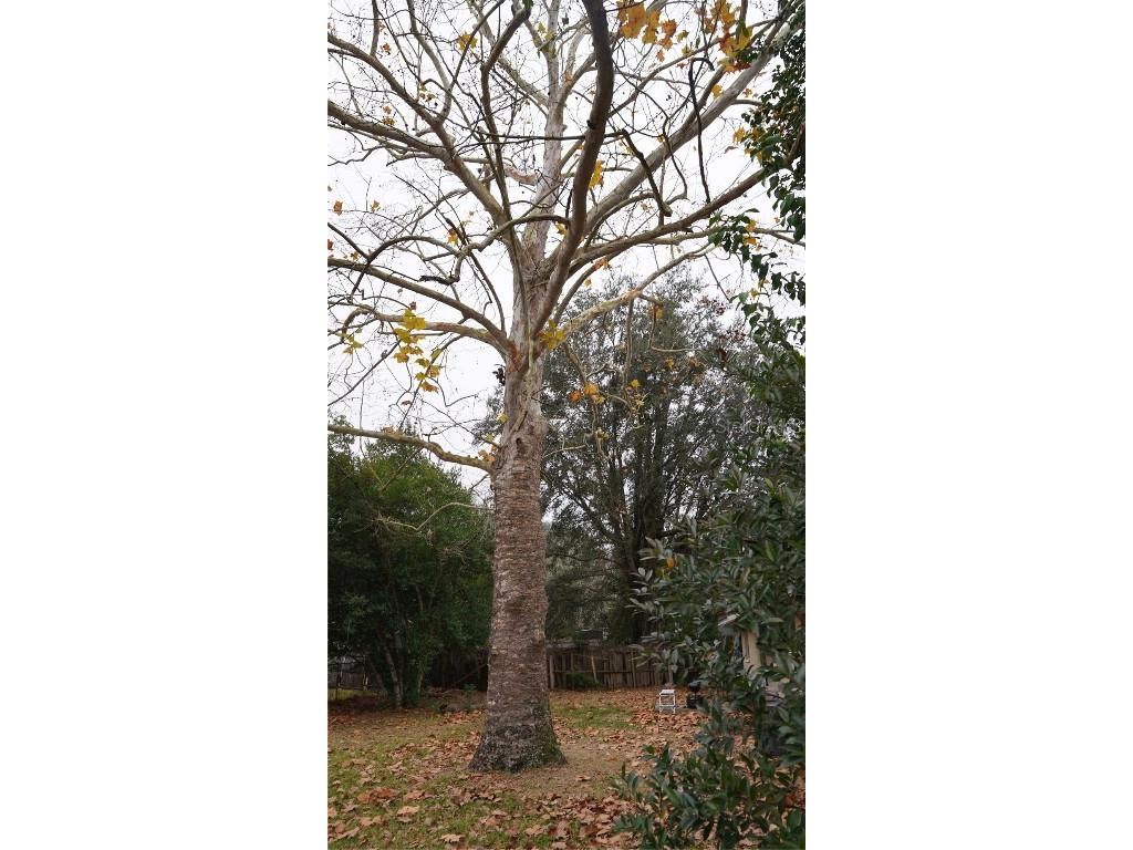 27200 Fernery Avenue Brooksville FL 34602 TB8460760 image25