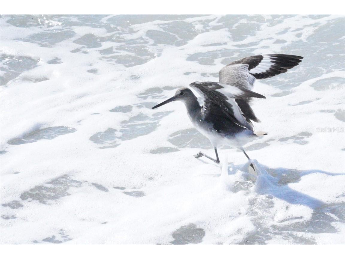 2727 N Beach Road #113 Englewood FL 34223 - LEMON BAY D6144819 image46