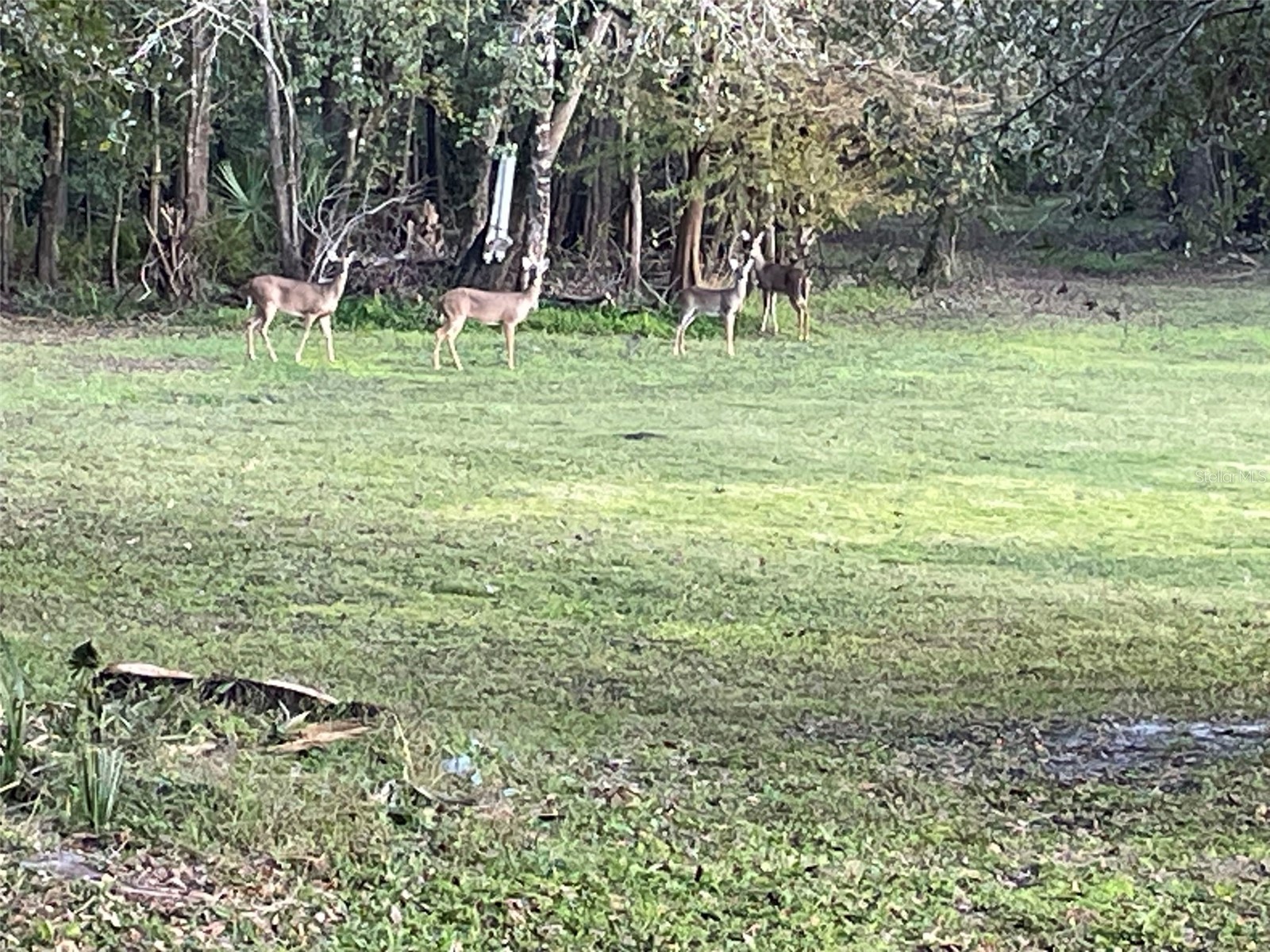 273 Griffin Road Wauchula FL 33873 L4962836 image36