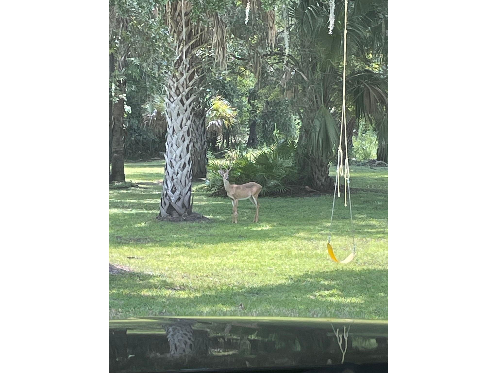 273 Griffin Road Wauchula FL 33873 L4962836 image6