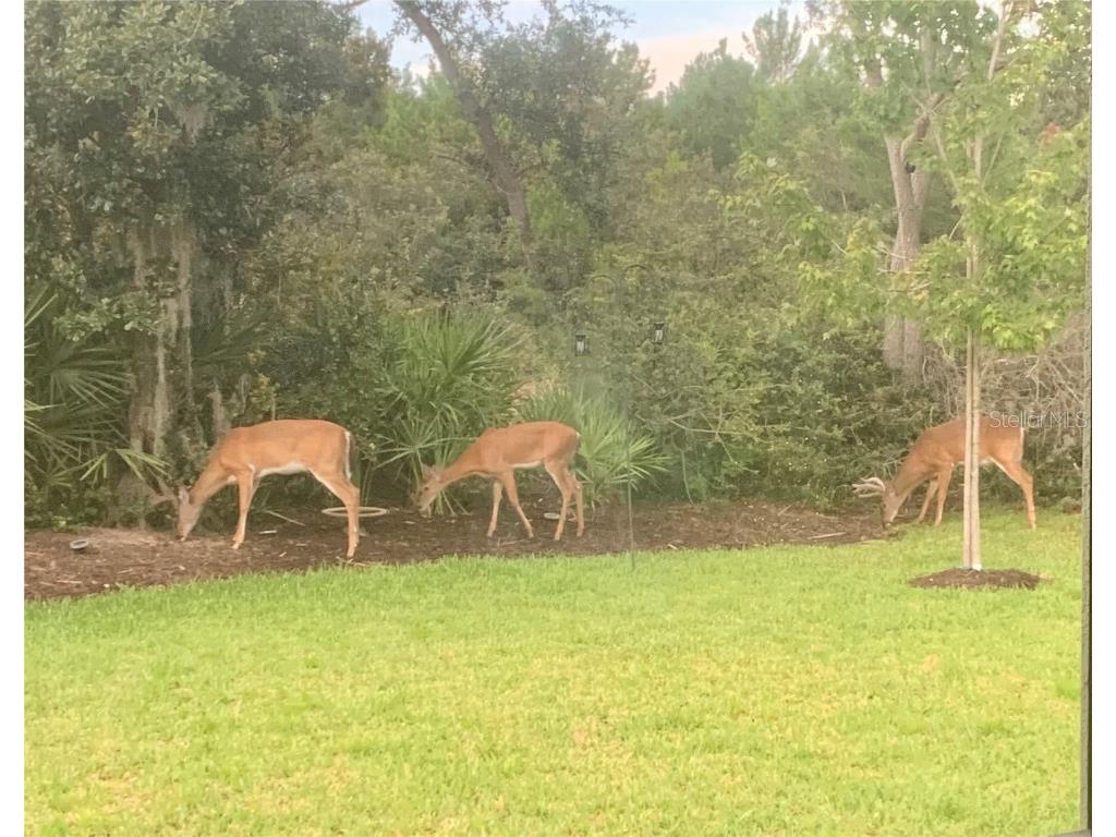 2745 Portadown Street Ormond Beach FL 32174 FC314143 image40