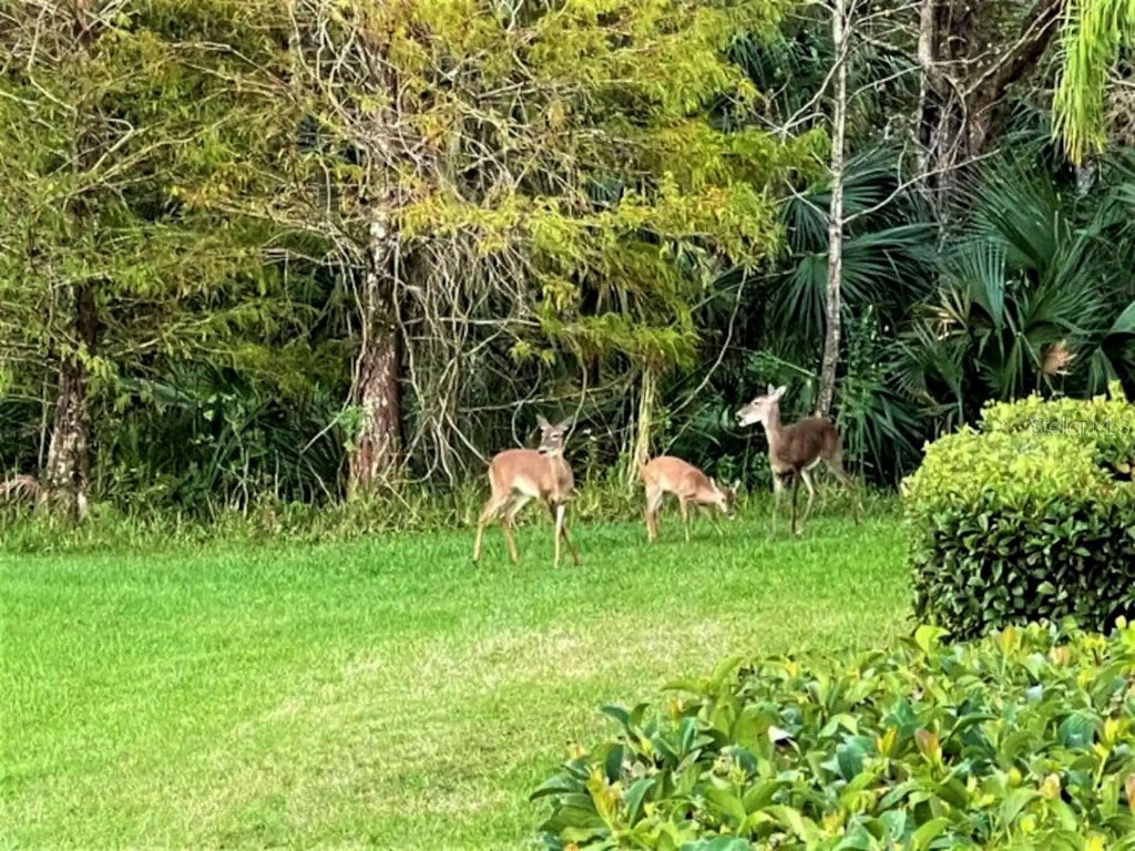 2752 Corvette Lane Kissimmee FL 34746 O6340102 image51