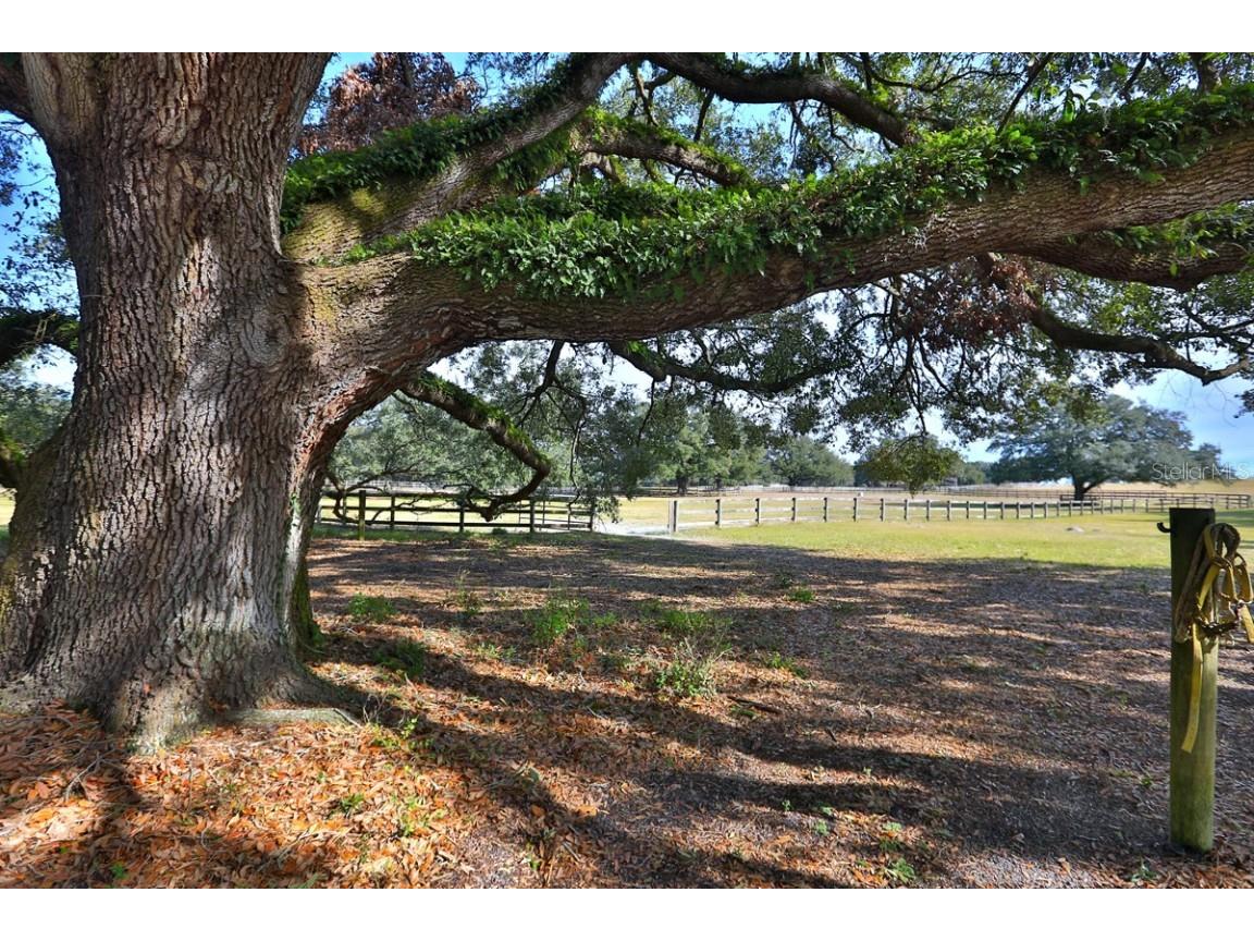 2756 County Road 204 Oxford FL 34484 OM693529 image26