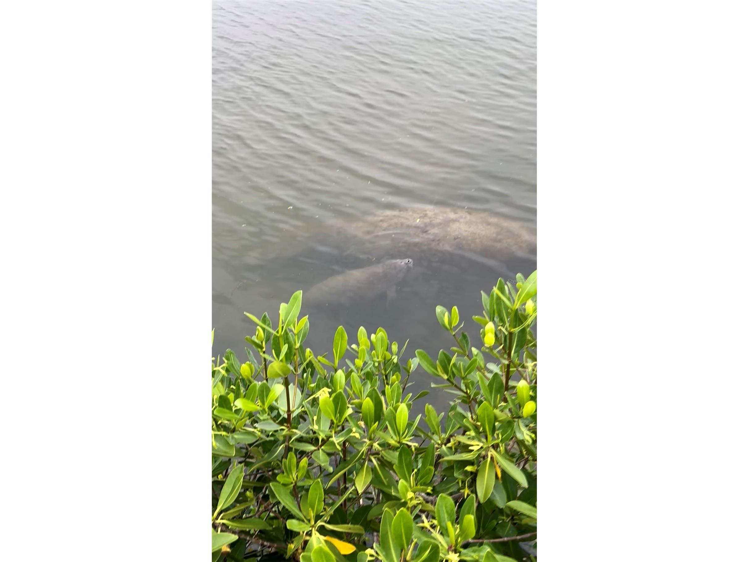 2773 Via Cipriani #1321B Clearwater FL 33764 TB8484012 image54