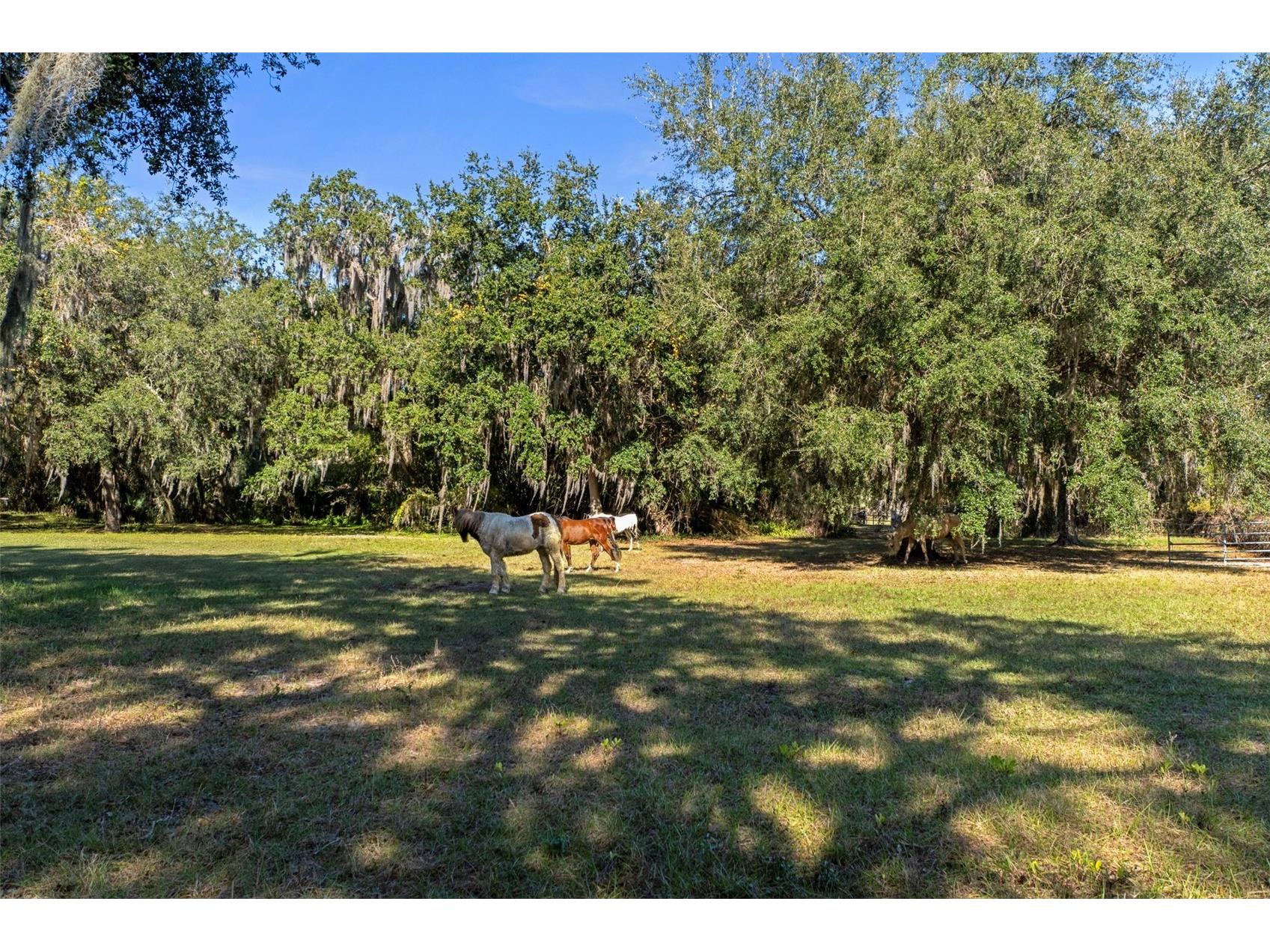 27910 Debbie Road Okahumpka FL 34762 OM715893 image75