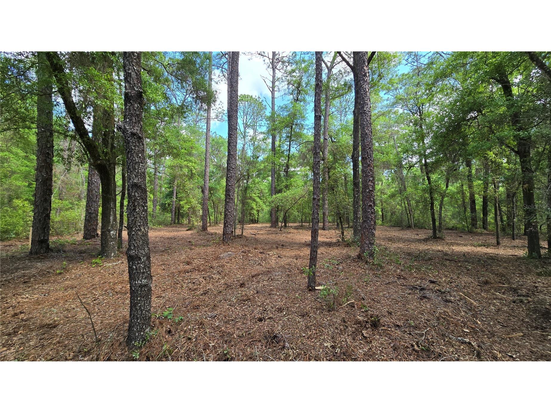 2797 W Grapevine Court Dunnellon FL 34433 OM721442 image5