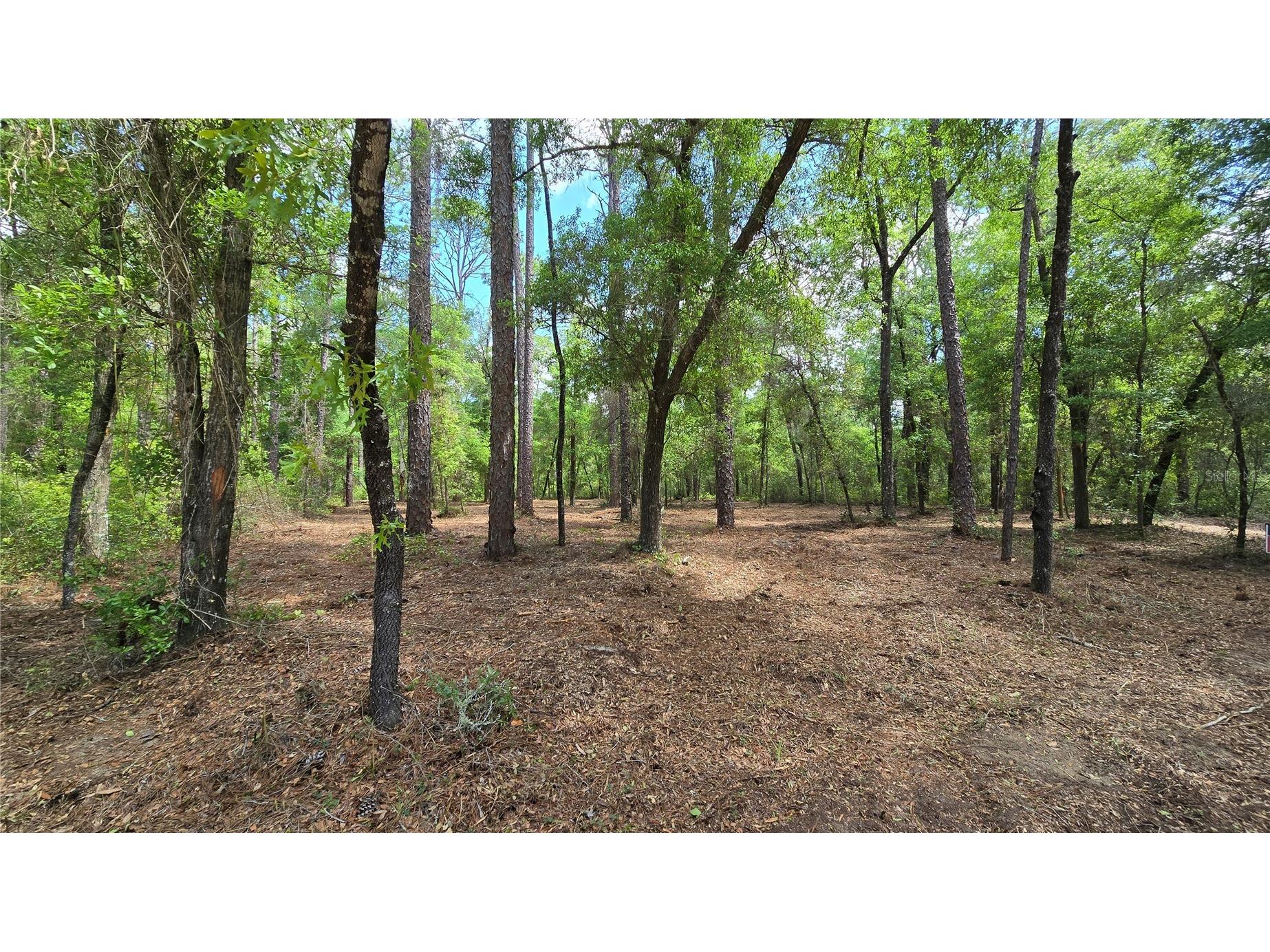 2797 W Grapevine Court Dunnellon FL 34433 OM721442 image6