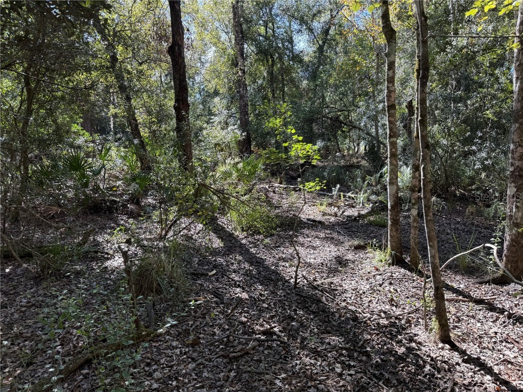 27975 Robin Roost Lane Wesley Chapel FL 33544 TB8447806 image3