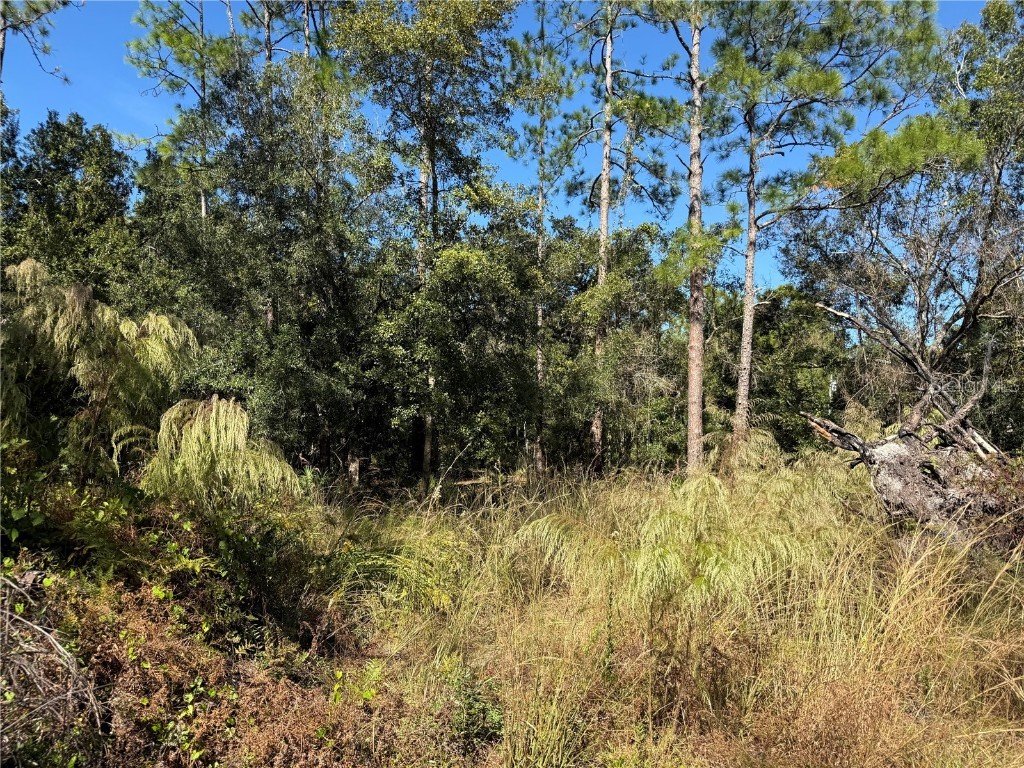 27975 Robin Roost Lane Wesley Chapel FL 33544 TB8447806 image5