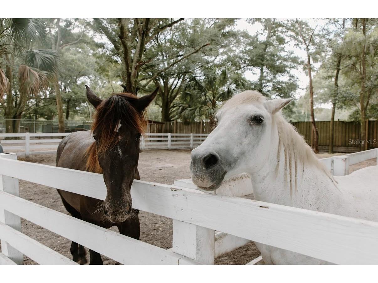 280 Campbell Ranch Run Geneva FL 32732 O6397379 image33