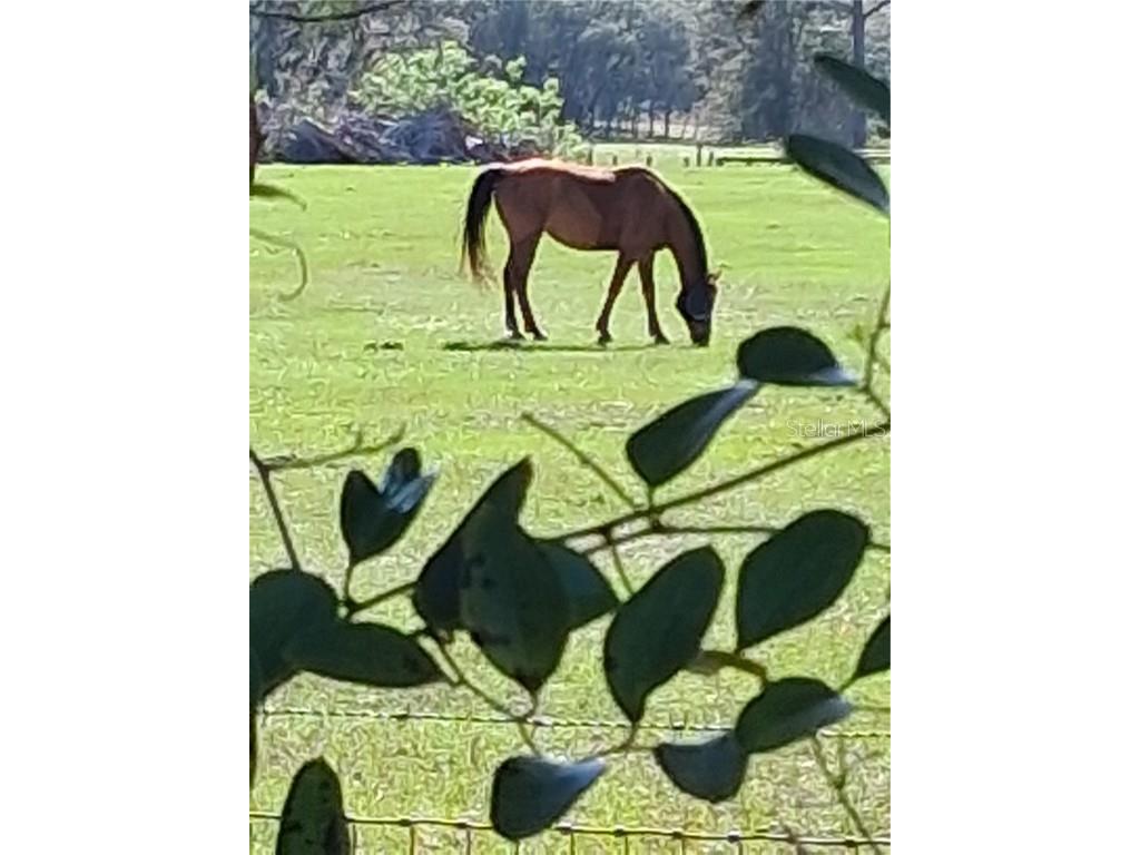 280 SW Ridgewood Road Dunnellon FL 34431 OM713536 image36