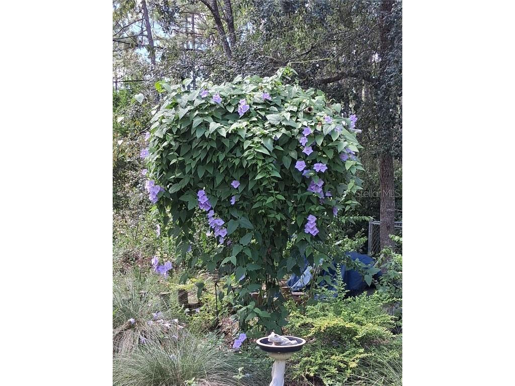 280 SW Ridgewood Road Dunnellon FL 34431 OM713536 image47