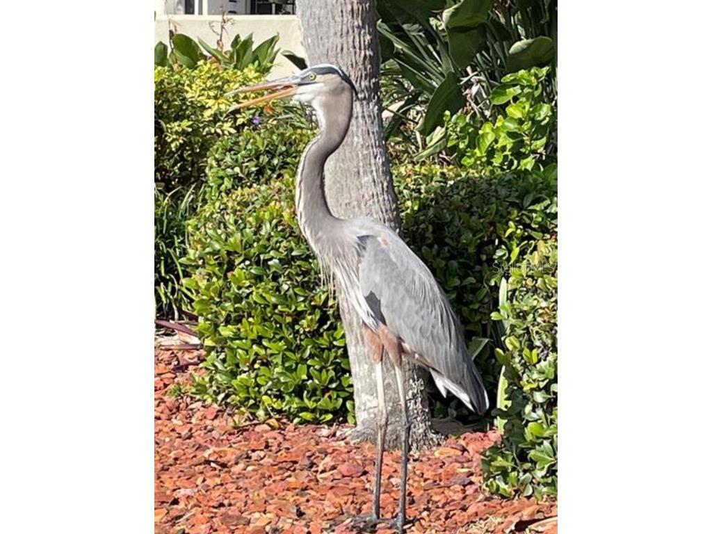 2801 N Halifax Avenue #146 Daytona Beach FL 32118 V4945790 image42