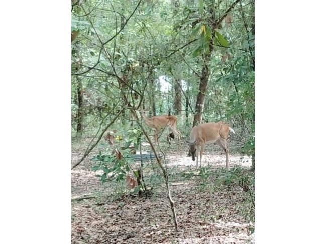 28063 31st Road Branford FL 32008 A4657407 image23