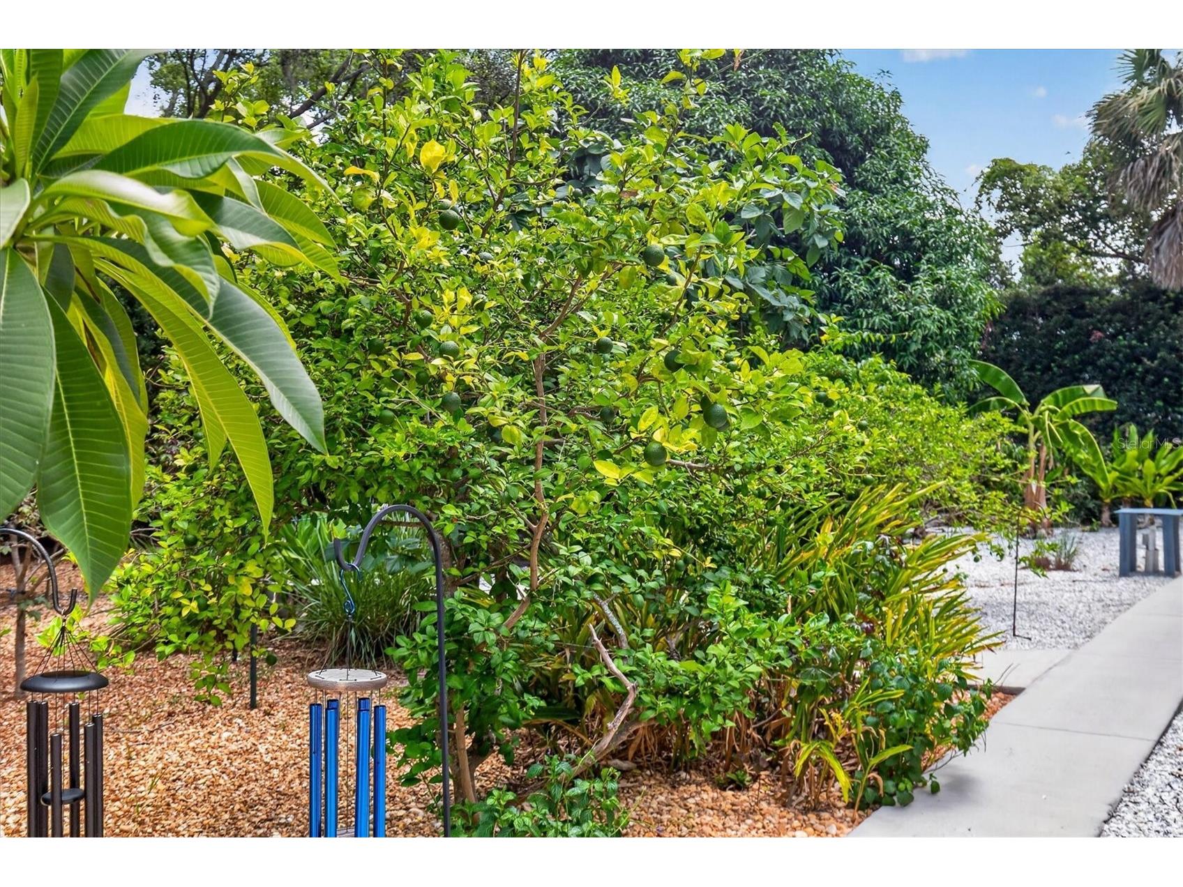 2809 Fleeman Road Palm Harbor FL 34683 TB8527738 image64