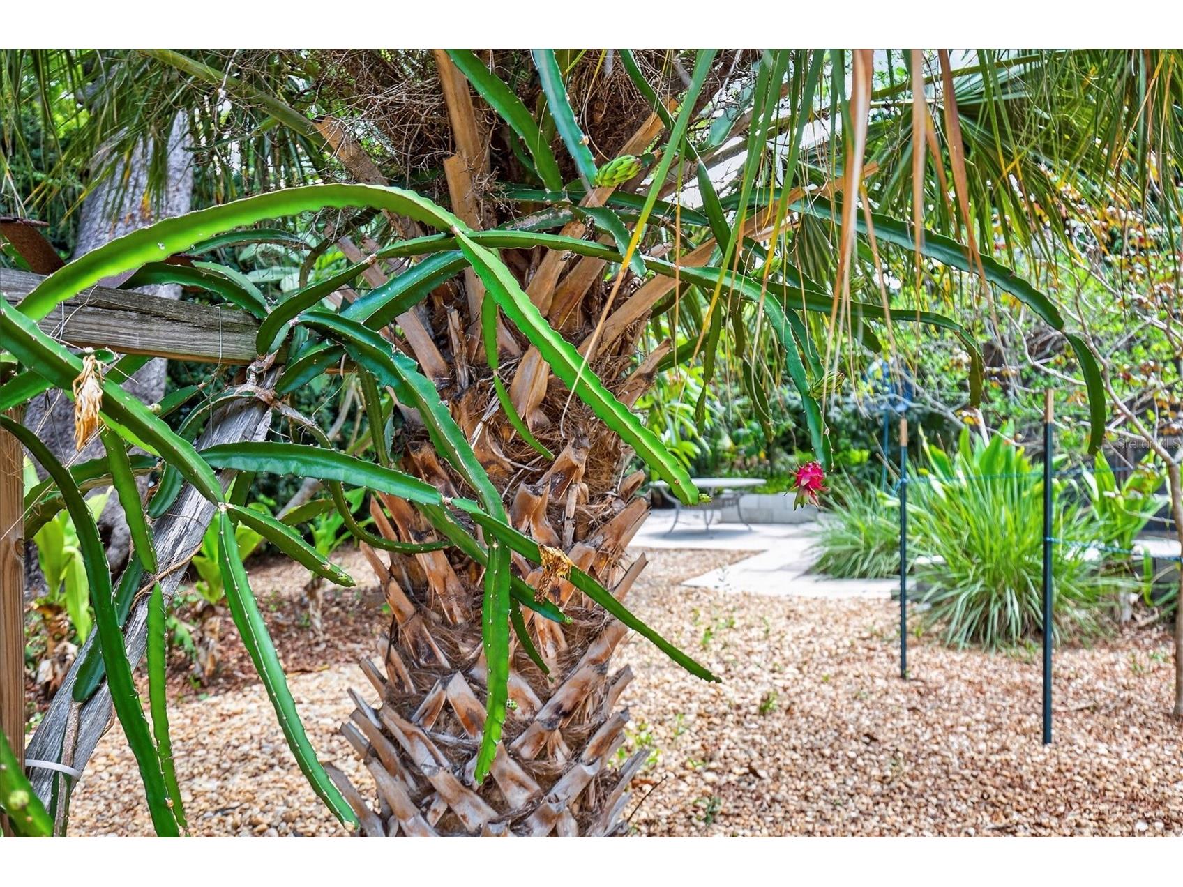 2809 Fleeman Road Palm Harbor FL 34683 TB8527738 image66