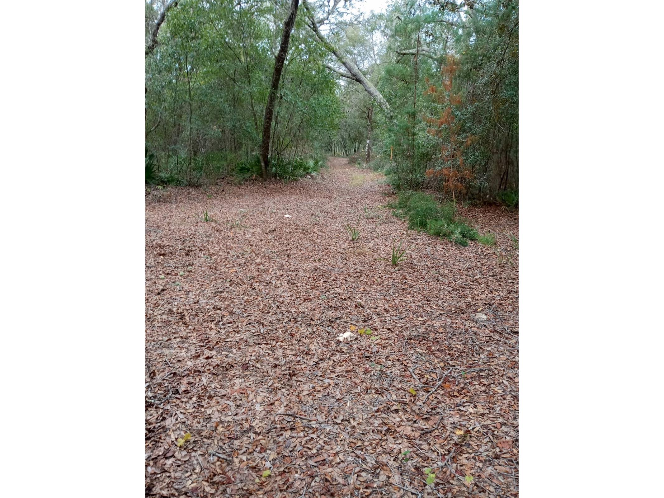 28093 SE Highway 42 Umatilla FL 32784 G5106506 image3