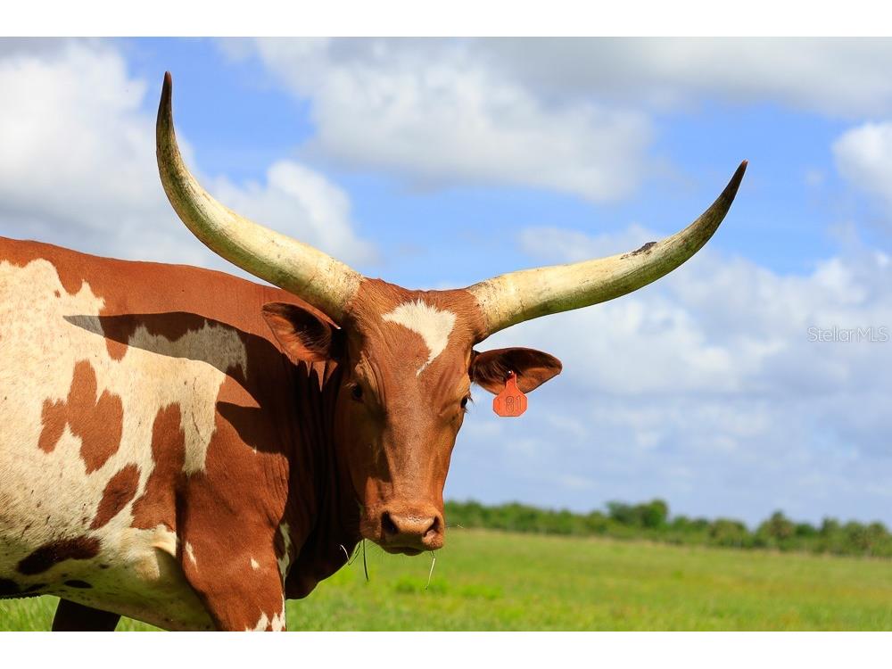 281 Foal Drive River Ranch FL 33867 TB8461797 image13