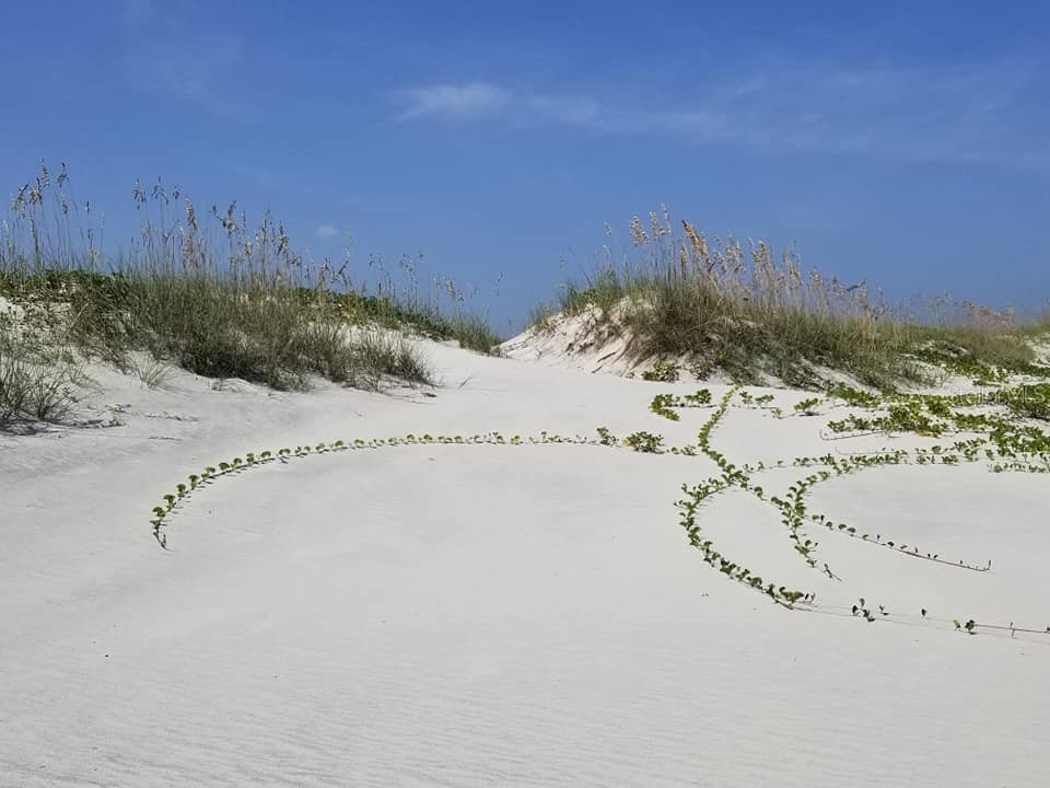 2815 Bay Side Drive New Smyrna Beach FL 32168 NS1086555 image83