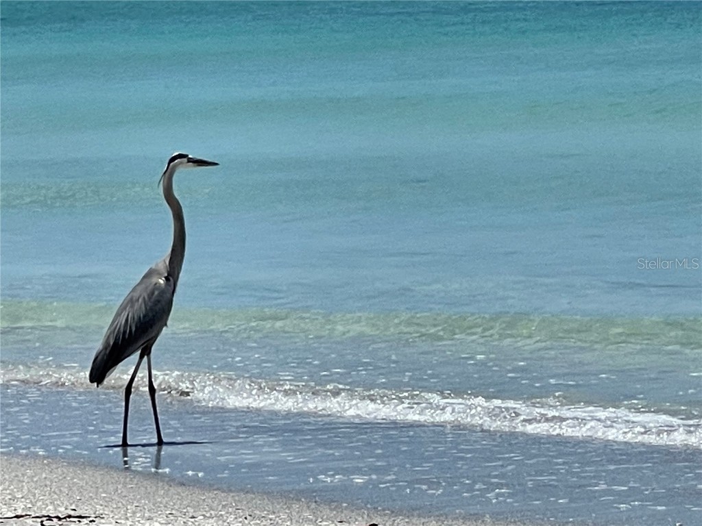 2819 Gulf Of Mexico Drive Longboat Key FL 34228 - GULF OF MEXICO A4669533 image36