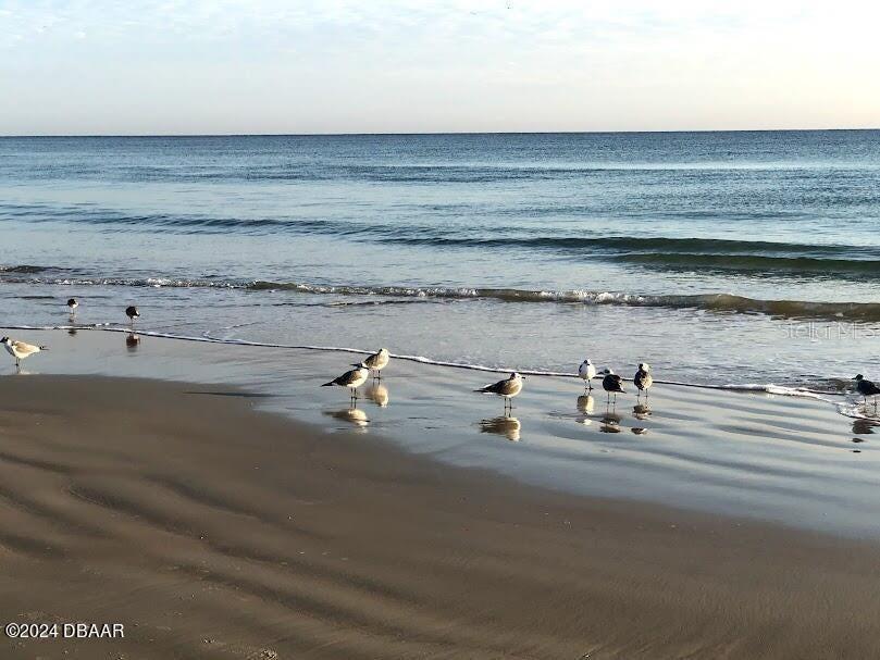 2828 N Atlantic Avenue #604 Daytona Beach FL 32118 V4948521 image32