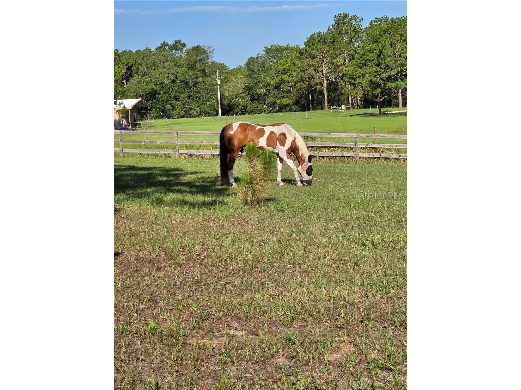 28410 Wildlife Lane Brooksville FL 34602 TB8399215 image54